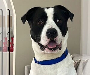 Labrador Retriever-Unknown Mix Dogs for adoption in Louisville, KY, USA