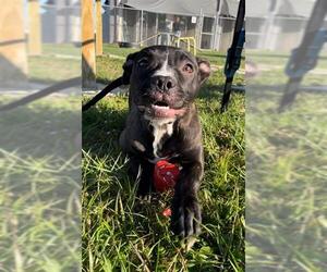 Boxer-Unknown Mix Dogs for adoption in Rosenberg, TX, USA