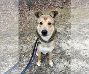 Collie-Shiba Inu Mix Dogs for adoption in Jackson , NJ, USA