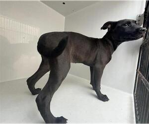 Labrador Retriever-Unknown Mix Dogs for adoption in Augusta, GA, USA