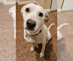 American Staffordshire Terrier-Labrador Retriever Mix Dogs for adoption in Arlington, VA, USA