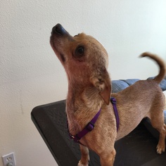 Medium Photo #1 Chihuahua Puppy For Sale in Healdsburg, CA, USA