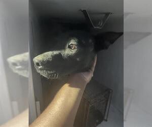 Mutt Dogs for adoption in Houston, TX, USA