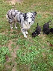 Australian Shepherd Dogs for adoption in Scottsboro, AL, USA