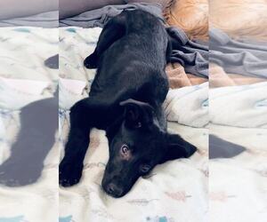 Mutt Dogs for adoption in Coralville, IA, USA