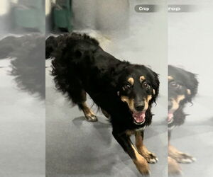 Australian Shepherd Dogs for adoption in Walnutport, PA, USA