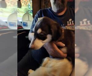 Labrador Retriever-Unknown Mix Dogs for adoption in San Antonio, TX, USA