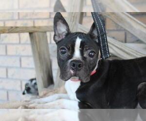 Boston Terrier Dogs for adoption in Great Bend, KS, USA