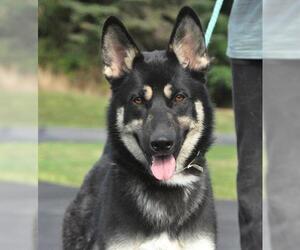 German Shepherd Dog-Siberian Husky Mix Dogs for adoption in Canfield, OH, USA