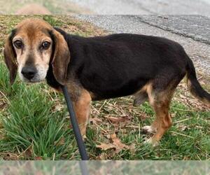 Beagle-Unknown Mix Dogs for adoption in Rustburg, VA, USA