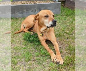 Boxador Dogs for adoption in Rockwall, TX, USA