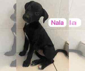 Labrador Retriever-Unknown Mix Dogs for adoption in Virginia Beach, VA, USA