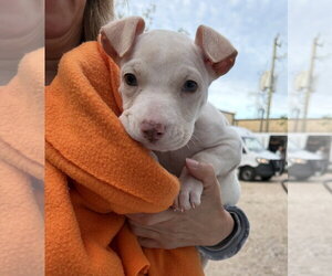 Labrador Retriever-Staffordshire Bull Terrier Mix Dogs for adoption in Lakewood, CO, USA