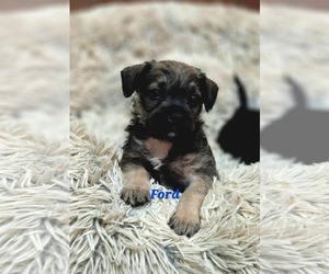 Pug-Unknown Mix Dogs for adoption in Mission Viejo, CA, USA