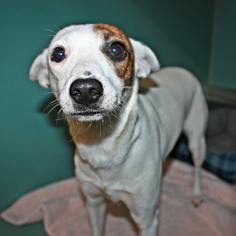 Italian Greyhound-Jack Russell Terrier Mix Dogs for adoption in Pensacola, FL, USA