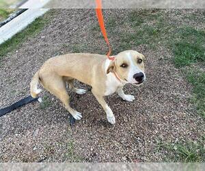 Labrador Retriever-Unknown Mix Dogs for adoption in Houston, TX, USA