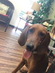 Redbone Coonhound Dogs for adoption in Sanderson, FL, USA