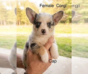Mutt Dogs for adoption in Studio City, CA, USA