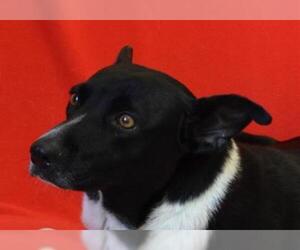 Border Collie Dogs for adoption in Eureka, CA, USA