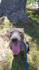 Mastiff-Staffordshire Bull Terrier Mix Dogs for adoption in Los Angeles, CA, USA