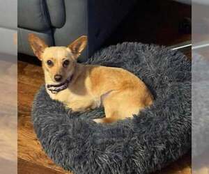 Jack Chi Dogs for adoption in Princeton, MN, USA