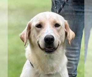 Labrador Retriever-Unknown Mix Dogs for adoption in Yardley, PA, USA