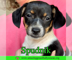 Chiweenie Dogs for adoption in Pensacola, FL, USA