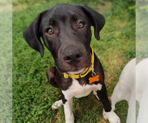 American Staffordshire Terrier-Great Pyrenees Mix Dogs for adoption in Minneapolis, MN, USA