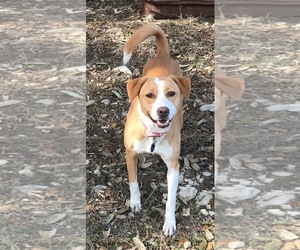 English Foxhound Dogs for adoption in San Antonio, TX, USA