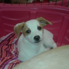 Boston Terrier Dogs for adoption in Commerce, GA, USA
