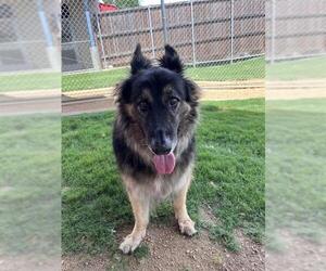 German Shepherd Dog-Unknown Mix Dogs for adoption in Plano, TX, USA