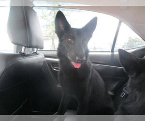 German Shepherd Dog Dogs for adoption in Ocala, FL, USA