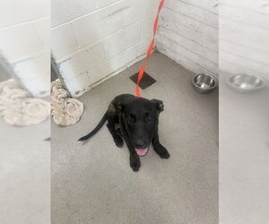 Dutch Shepherd -Unknown Mix Dogs for adoption in San Bernardino, CA, USA