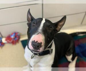 Bull Terrier Dogs for adoption in Fort Wayne, IN, USA