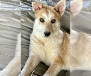 Huskies -Rat Terrier Mix Dogs for adoption in Okolona, MS, USA