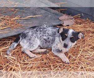 Mutt Dogs for adoption in Paso Robles, CA, USA