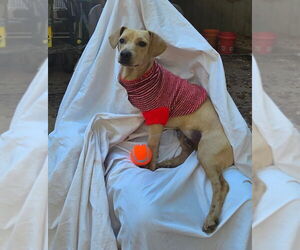 Dachshund-Unknown Mix Dogs for adoption in Decatur, GA, USA