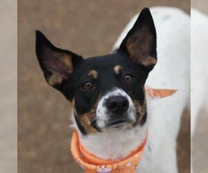 Mutt Dogs for adoption in San Antonio, TX, USA