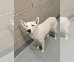 German Shepherd Dog Dogs for adoption in Baytown, TX, USA