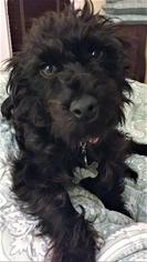 Poodle (Miniature) Dogs for adoption in Houston, TX, USA