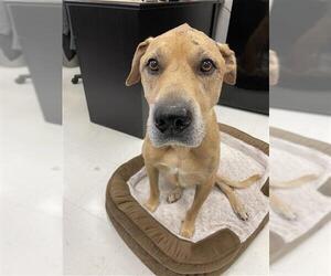 Labrador Retriever Dogs for adoption in Corpus Christi, TX, USA