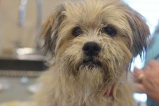 Shih Tzu Dogs for adoption in Claremore, OK, USA