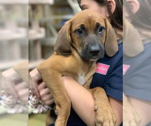 Labloodhound Dogs for adoption in Pembroke, GA, USA