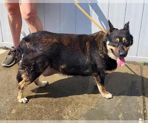 Plott Hound-Unknown Mix Dogs for adoption in Louisville, KY, USA