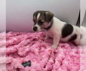 Beagle-Chihuahua Mix Dogs for adoption in Minneapolis, MN, USA