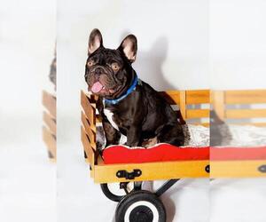 French Bulldog Dogs for adoption in Oceanside, CA, USA