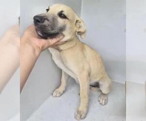 Labrador Retriever Dogs for adoption in Houston, TX, USA