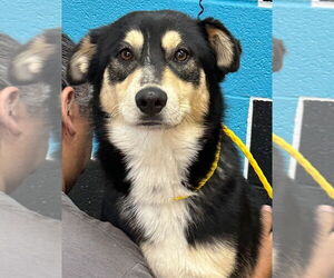 Australian Shepherd-Unknown Mix Dogs for adoption in Canton, CT, USA