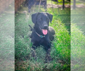 Labrador Retriever-Unknown Mix Dogs for adoption in San Diego, CA, USA