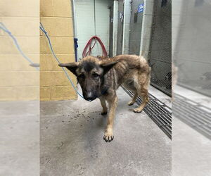 German Shepherd Dog Dogs for adoption in Stockton, CA, USA